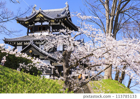 Takada Castle Ruins Park in full bloom of cherry blossoms Takada Castle Ruins Park in full bloom of cherry blossoms 113785133