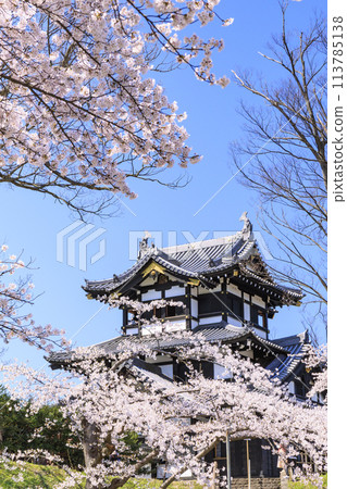 Takada Castle Ruins Park in full bloom of cherry blossoms 113785138