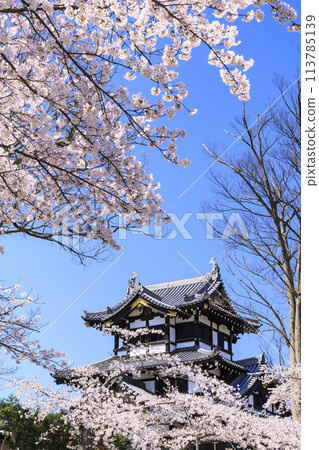 Takada Castle Ruins Park in full bloom of cherry blossoms 113785139
