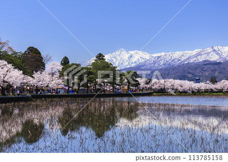 高田城堡遺址公園盛開 113785158