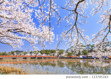 高田城堡遺址公園盛開 113785163