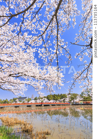 高田城堡遺址公園盛開 高田城堡遺址公園盛開 113785164