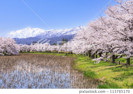Takada Castle Ruins Park in full bloom of cherry blossoms 113785170