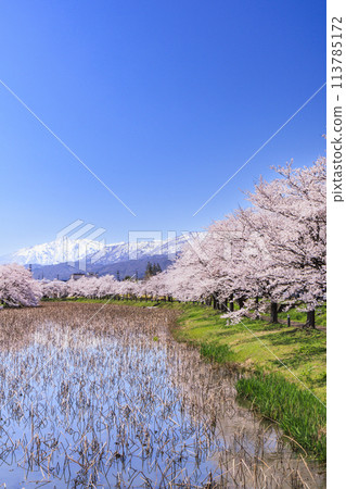高田城堡遺址公園盛開 113785172