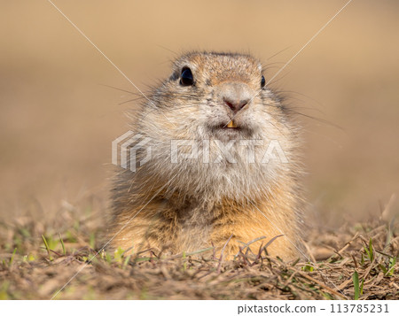 A prairie dog is looking at a camera on a grassy field. A prairie dog is looking at a camera on a grassy field. 113785231