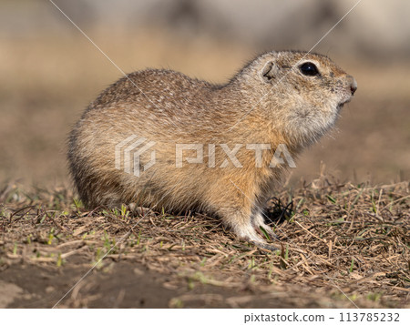 Profile portrait of prairie dog. Close-up Profile portrait of prairie dog. Close-up 113785232