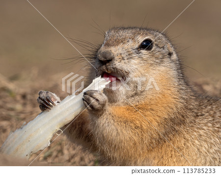 A prairie dog is eating a piece of cabbage on a grassy field. A prairie dog is eating a piece of cabbage on a grassy field. 113785233