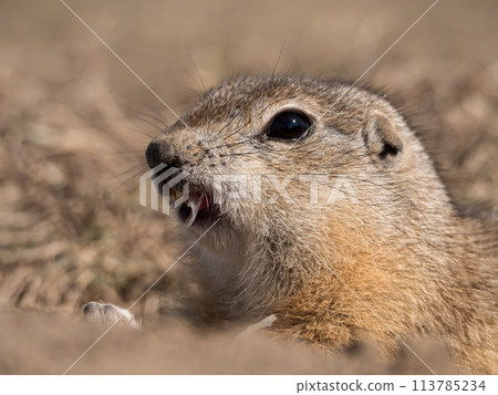 Prairie dog leaning out of its hole Prairie dog leaning out of its hole 113785234