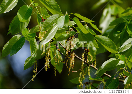 殼斗科鋸葉櫟的雄花序 113785554
