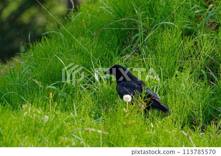Ground feeding of corvid carrion crows 113785570