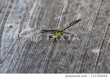 A species endemic to Japan, the Odonata family, Shioya tombo immature male A species endemic to Japan, the Odonata family, Shioya tombo immature male 113785648