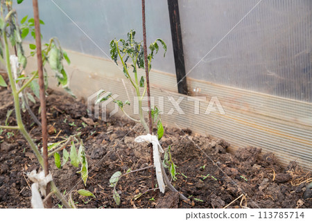 sick young tomato bush. frozen dried leaves of tomato seedling recently planted in ground in greenhouse sick young tomato bush. frozen dried leaves of tomato seedling recently planted in ground in greenhouse 113785714