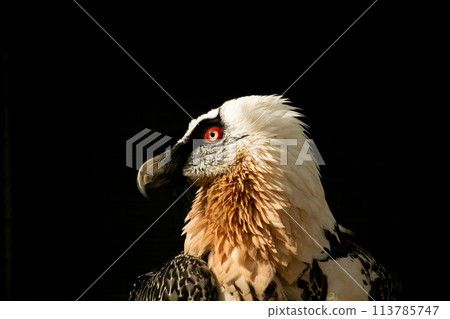 Lammergeyer or Bearded Vulture (Gypaetus barbatus) Lammergeyer or Bearded Vulture (Gypaetus barbatus) 113785747