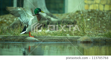 Mallard Duck (Drake) flapping wings 113785768