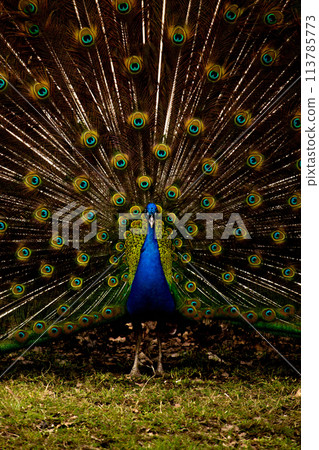 Peacock showing its colors to female Peacock showing its colors to female 113785773