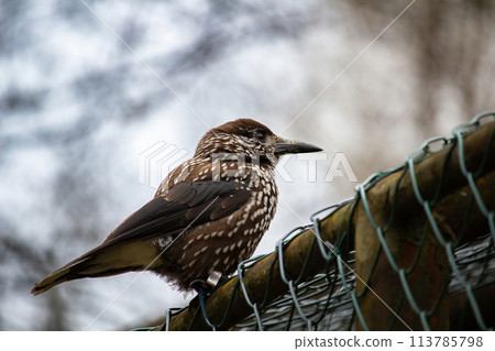 Bird nutcracker close up sitting Bird nutcracker close up sitting 113785798