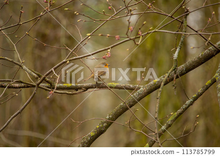 a robin sitting on a branch of a tree. 113785799