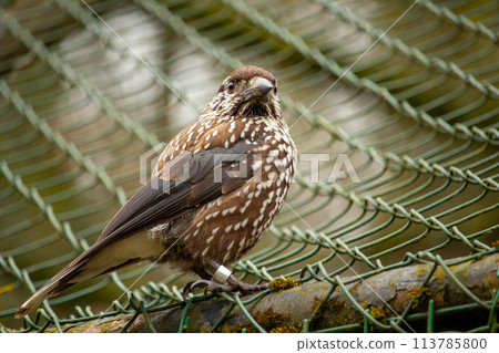 Bird nutcracker with ring 113785800