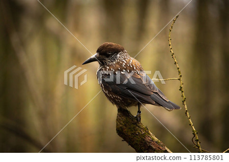 Bird nutcracker with ring close up 113785801