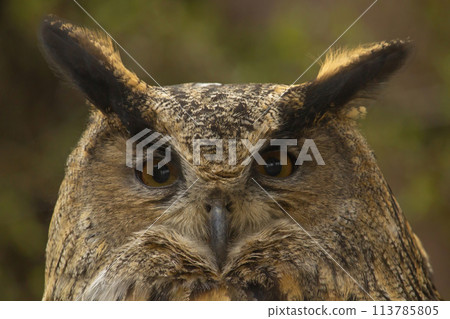 Portrait of a Eagle owl Portrait of a Eagle owl 113785805