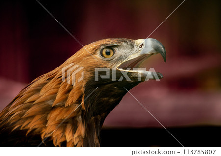 The bird of prey golden eagle 113785807