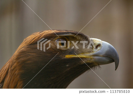 Portrait of Golden Eagle (Aquila chrysaetos).. Portrait of Golden Eagle (Aquila chrysaetos).. 113785810