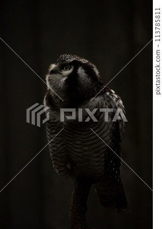 Northern hawk-owl (Surnia ulula).. Northern hawk-owl (Surnia ulula).. 113785811