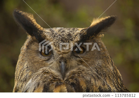 Eurasian Eagle-Owl, Bubo bubo. Eurasian Eagle-Owl, Bubo bubo. 113785812