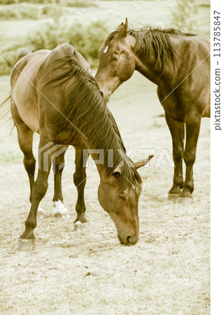 Majestic graceful brown horses in meadow. Majestic graceful brown horses in meadow. 113785847