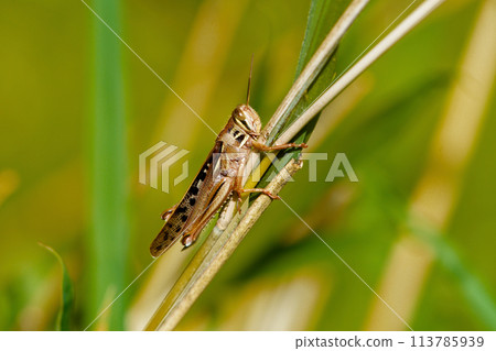 A yellowish brown grasshopper that has overwintered as an adult 113785939