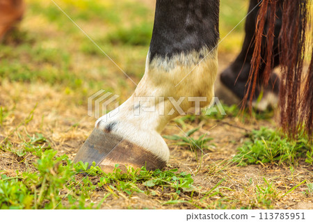 Detailed close up of horse hoof Detailed close up of horse hoof 113785951