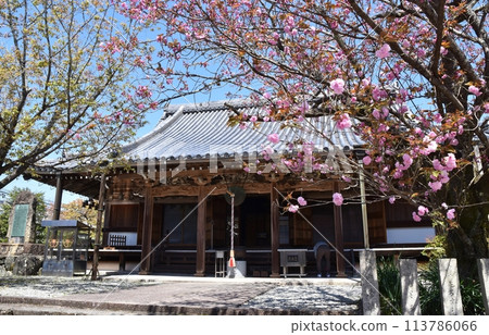Sakuramotobo in Spring, Nara Sakuramotobo in Spring, Nara 113786066