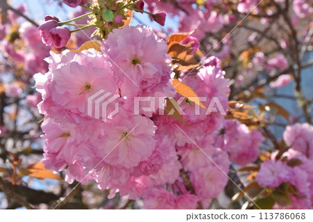 Spring double cherry blossoms at Sakuramotobo, Nara Spring double cherry blossoms at Sakuramotobo, Nara 113786068