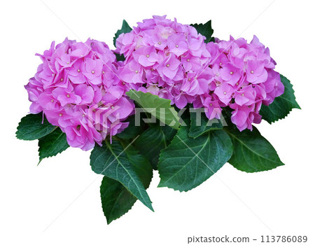 Hydrangea flower with leaves isolated on white background. 113786089