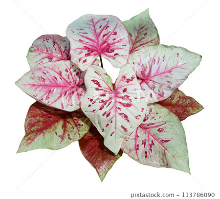 Caladium foliage plant in heart shaped bicolor leaves 113786090