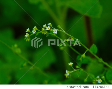 Pale blue-purple flowers of the biennial cucumber grass of the family Violaceae 113786182