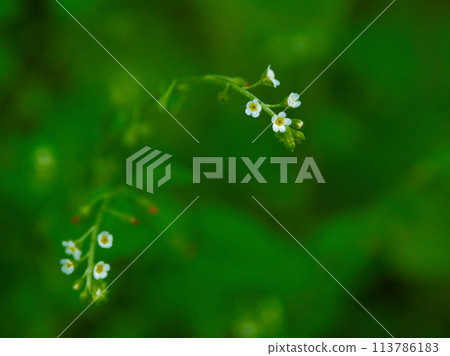 葫蘆科的二年生植物,淡藍紫色的花朵。 葫蘆科的二年生植物,淡藍紫色的花朵。 113786183