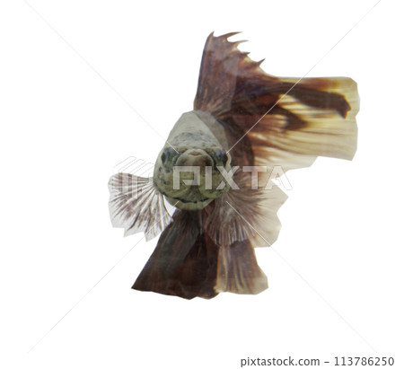 Detail of Red betta fish or Siamese fighting fish swimming isolated on white background with clipping path. 113786250