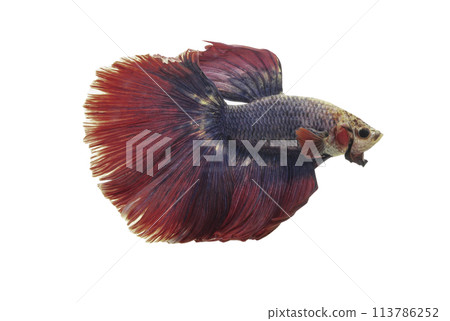 Detail of Red betta fish or Siamese fighting fish isolated on white background with clipping path. Detail of Red betta fish or Siamese fighting fish isolated on white background with clipping path. 113786252
