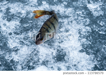A fish gracefully swims in the fluid of water, under the ice 113786570