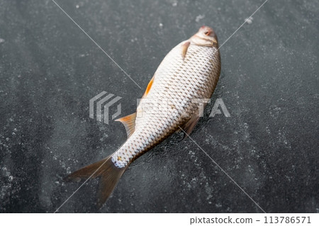 A fish with fins and tail is on ice, out of its underwater habitat 113786571