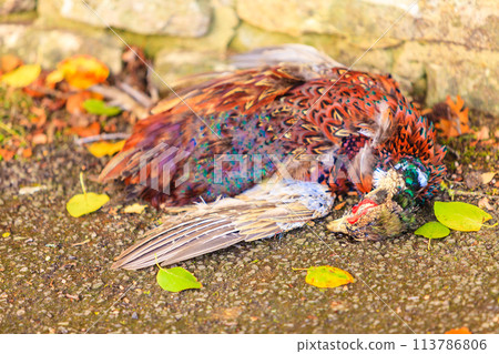 dead bird on the ground dead bird on the ground 113786806