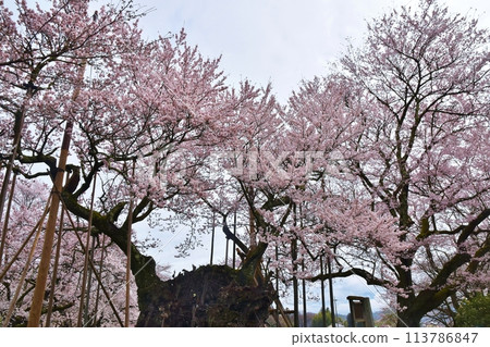 山梨縣山高神代櫻花盛開 山梨縣山高神代櫻花盛開 113786847