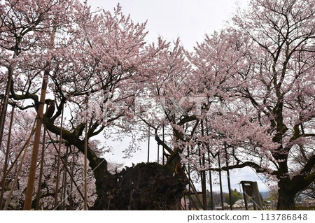 山梨縣山高神代櫻花盛開 山梨縣山高神代櫻花盛開 113786848