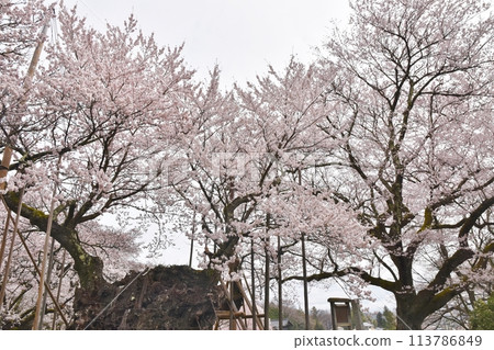Yamataka Jindai cherry blossoms in full bloom, Yamanashi Yamataka Jindai cherry blossoms in full bloom, Yamanashi 113786849