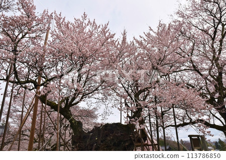 Yamataka Jindai cherry blossoms in full bloom, Yamanashi Yamataka Jindai cherry blossoms in full bloom, Yamanashi 113786850