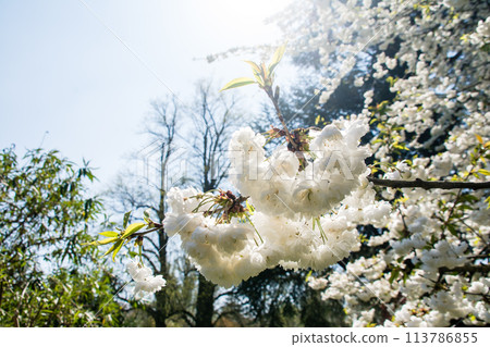 White cherry blossoms with leaves just beginning to sprout under a blue sky at Kew Gardens on the outskirts of London White cherry blossoms with leaves just beginning to sprout under a blue sky at Kew Gardens on the outskirts of London 113786855