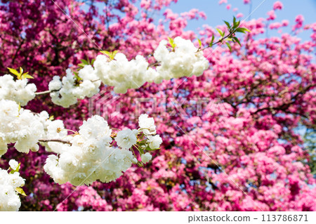 倫敦郊區的英國皇家植物園,白色的櫻花盛開,背景是紅紫色的花朵,葉子在藍天下初現端倪。 倫敦郊區的英國皇家植物園,白色的櫻花盛開,背景是紅紫色的花朵,葉子在藍天下初現端倪。 113786871