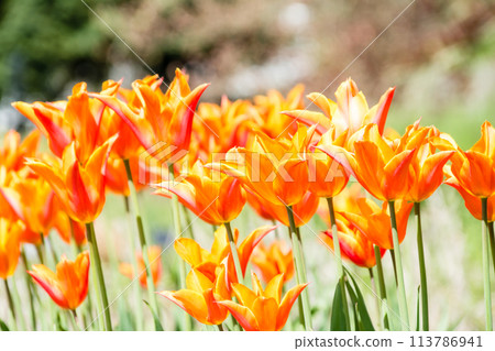 A tulip with pointed petals and a gradient orange color at Kew Gardens on the outskirts of London 113786941