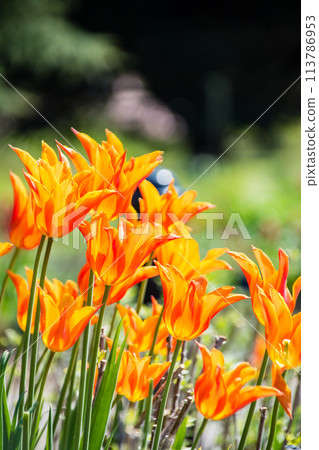 倫敦郊區邱園的橙色鬱金香，花瓣尖，層次分明 113786953